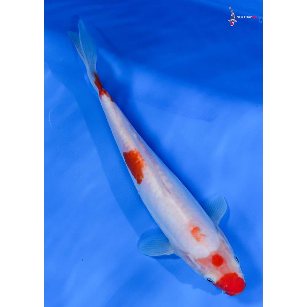 8.5” Imported Doitsu Kohaku