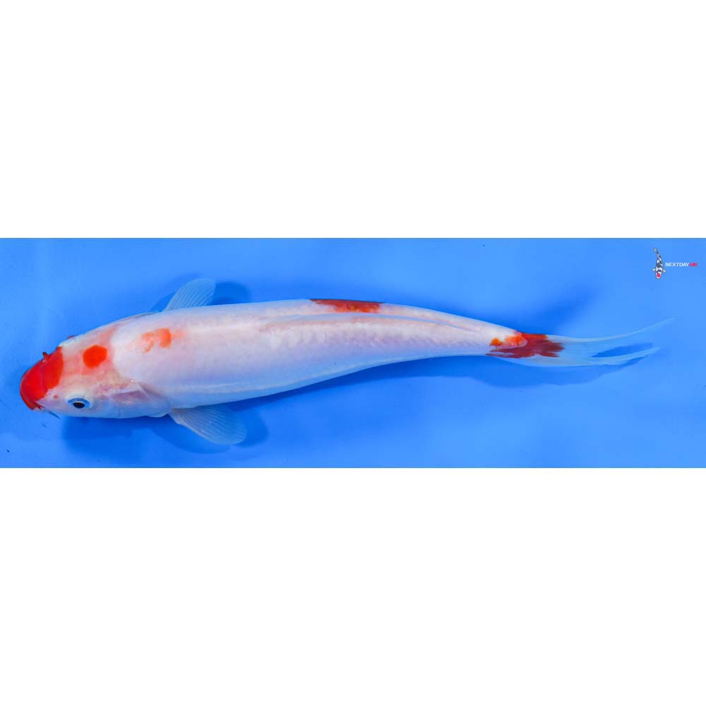8.5” Imported Doitsu Kohaku