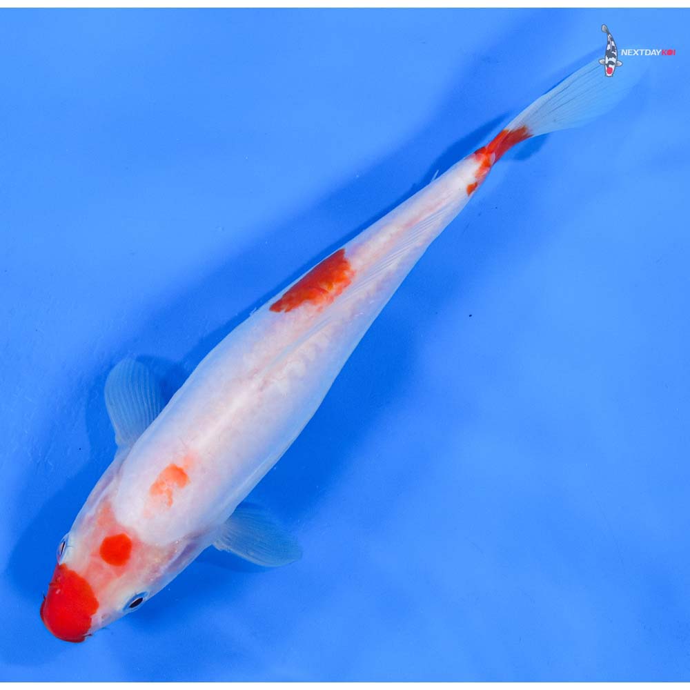 8.5” Imported Doitsu Kohaku
