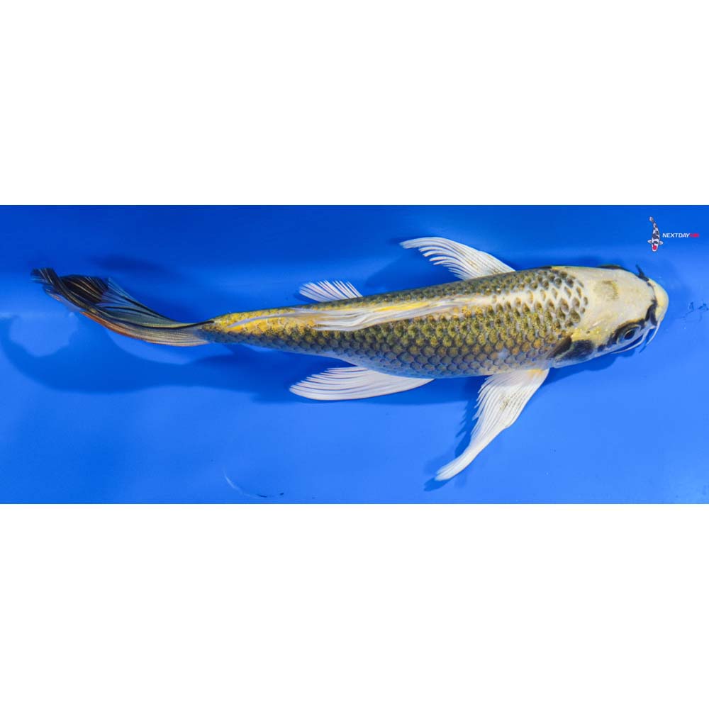 7” Imported Ki Matsuba Butterfly Koi