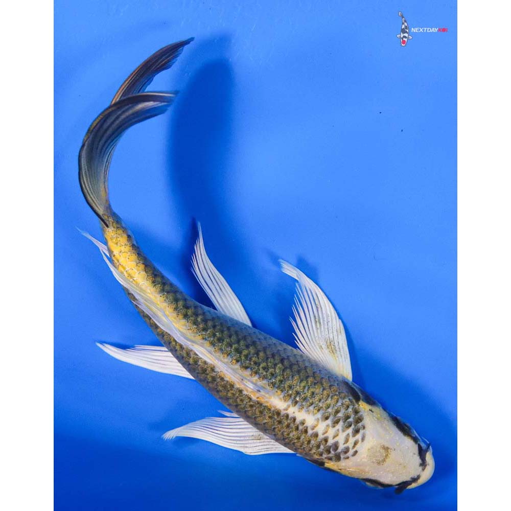 7” Imported Ki Matsuba Butterfly Koi