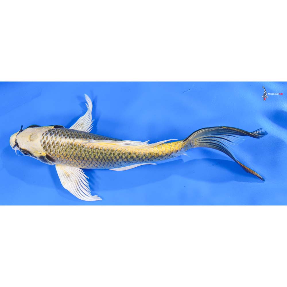 7” Imported Ki Matsuba Butterfly Koi