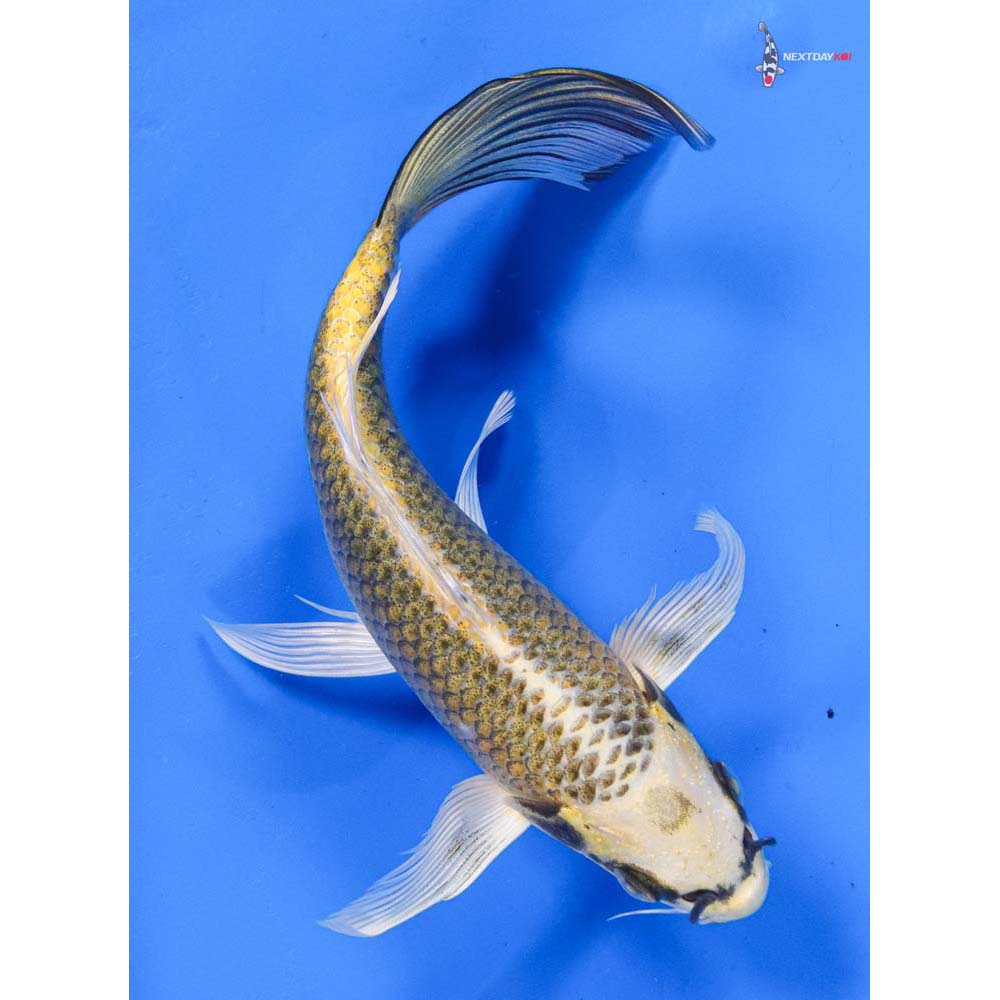 7” Imported Ki Matsuba Butterfly Koi