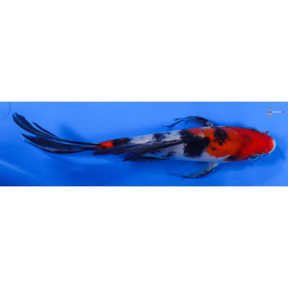 8” Imported Sanke Butterfly Koi