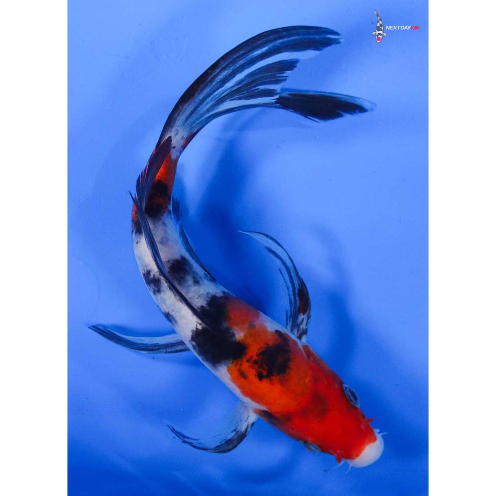 8” Imported Sanke Butterfly Koi