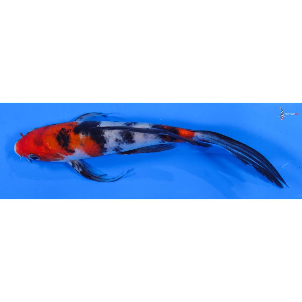 8” Imported Sanke Butterfly Koi