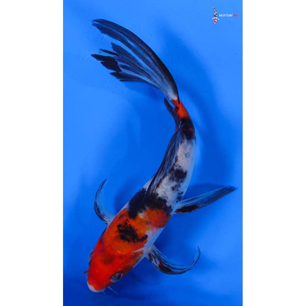 8” Imported Sanke Butterfly Koi