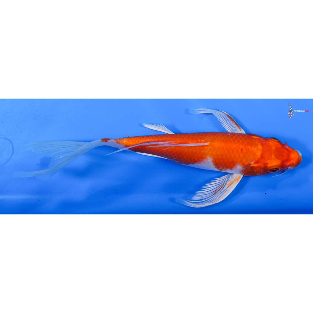 8” Imported Hariwake Butterfly Koi