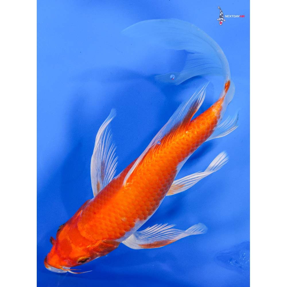 8” Imported Hariwake Butterfly Koi