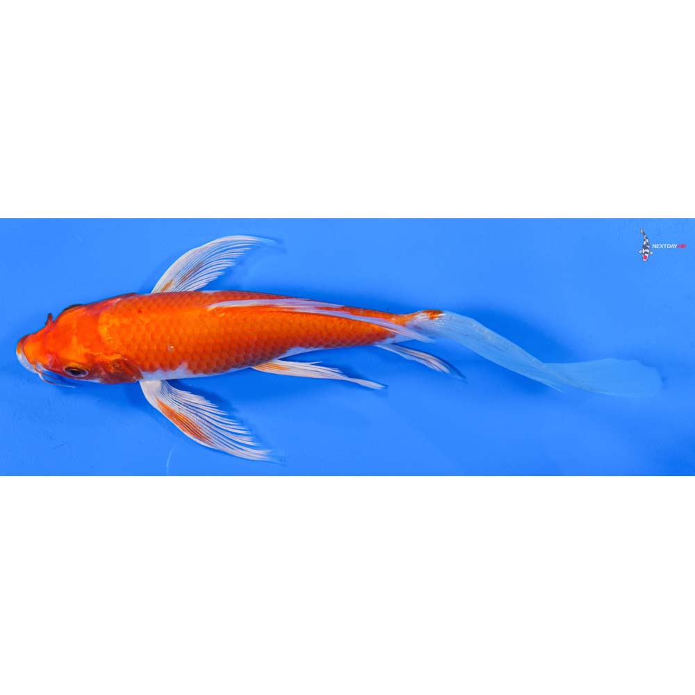 8” Imported Hariwake Butterfly Koi