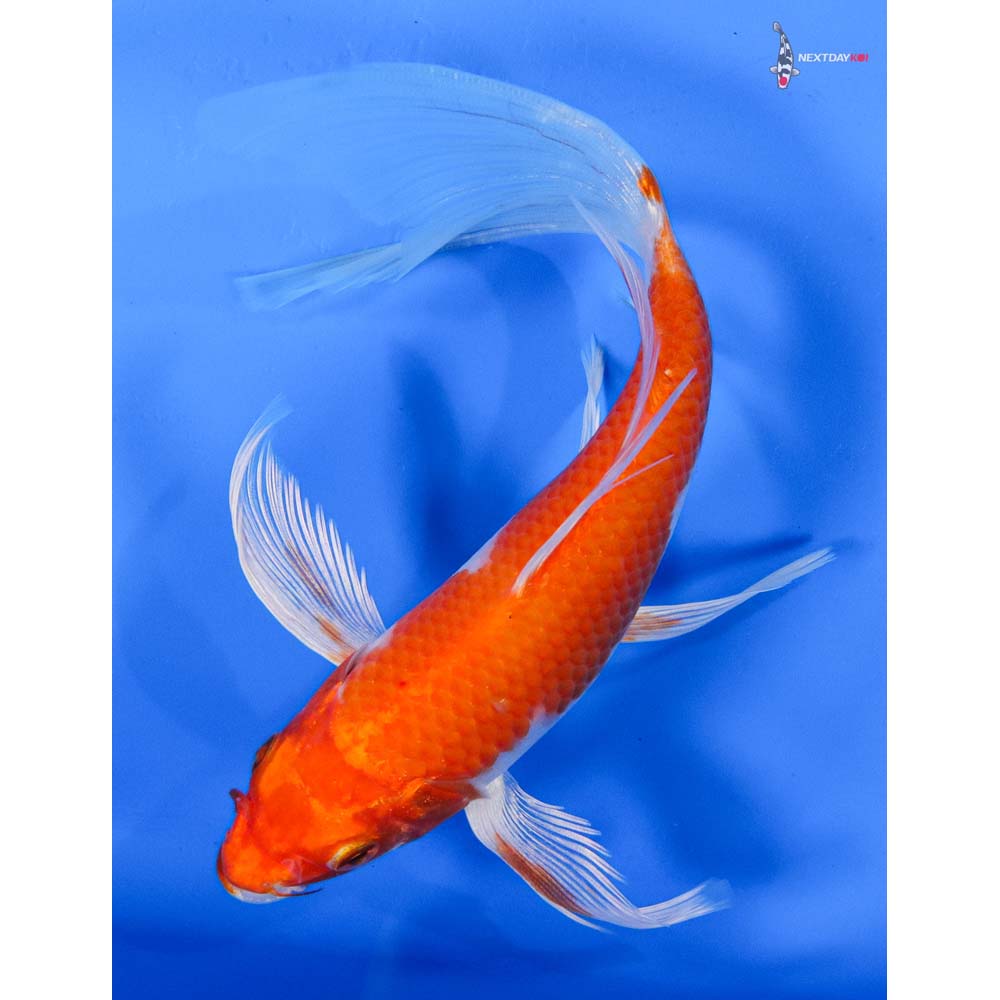 8” Imported Hariwake Butterfly Koi