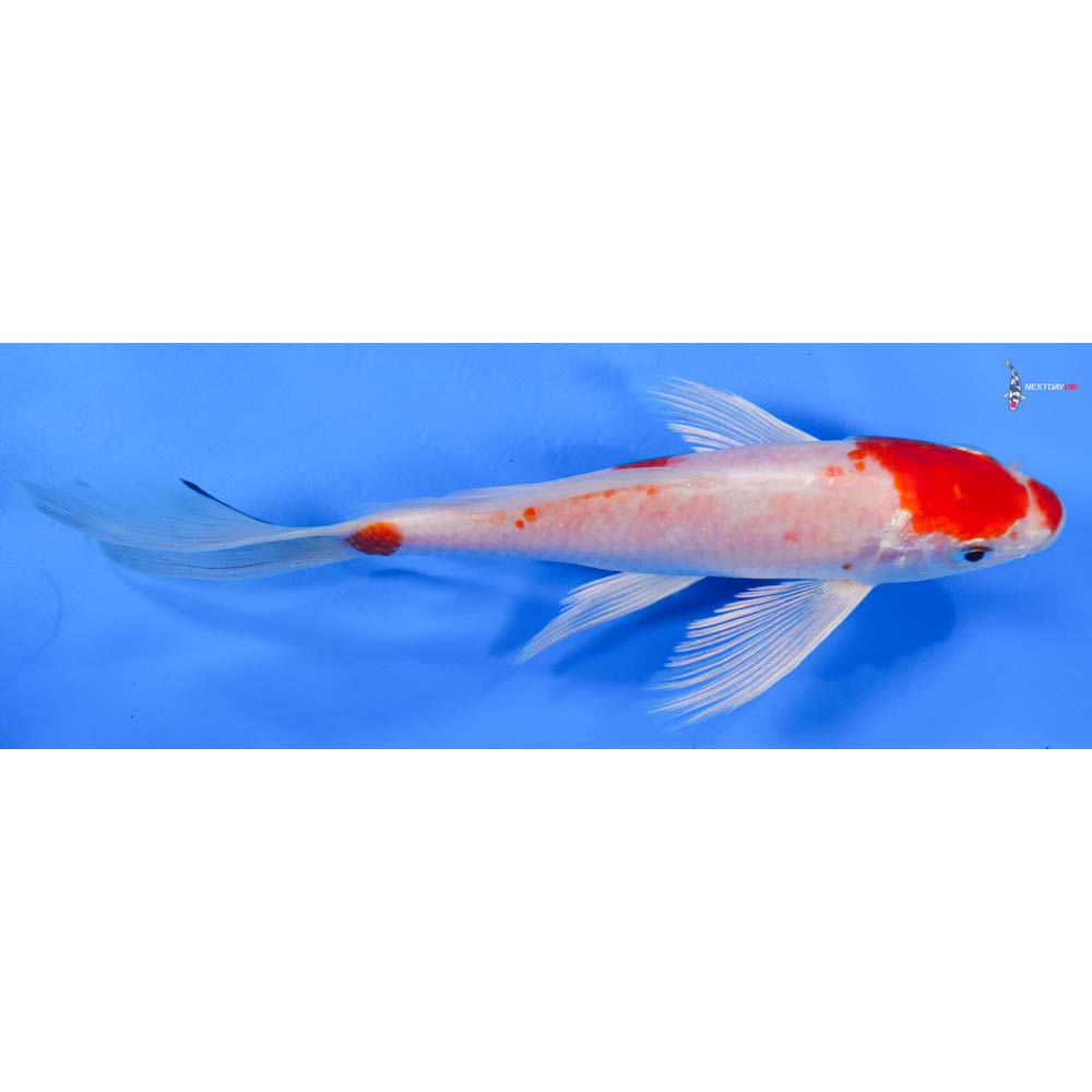 8” Imported Hariwake Butterfly Koi