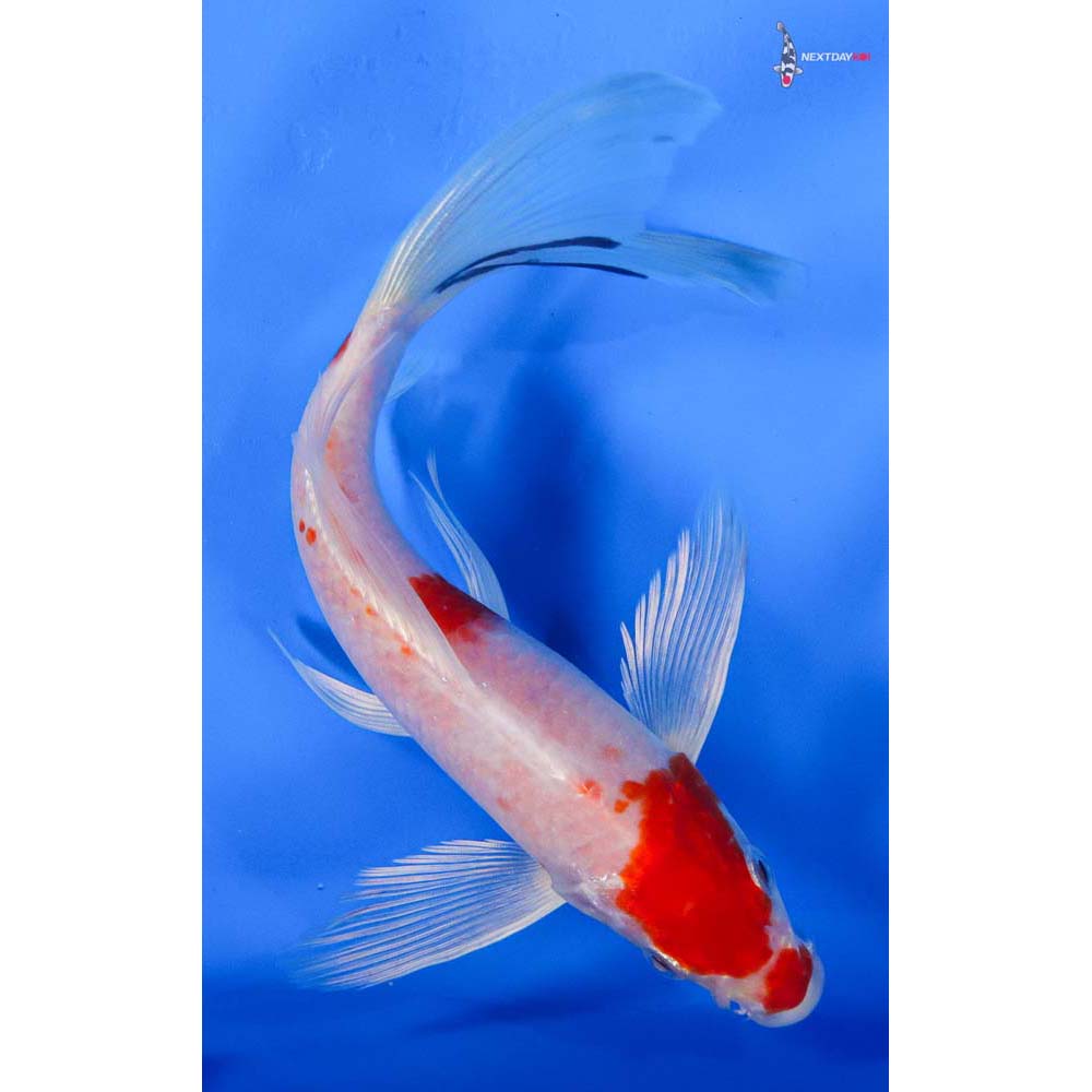 8” Imported Hariwake Butterfly Koi