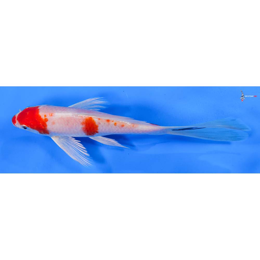 8” Imported Hariwake Butterfly Koi