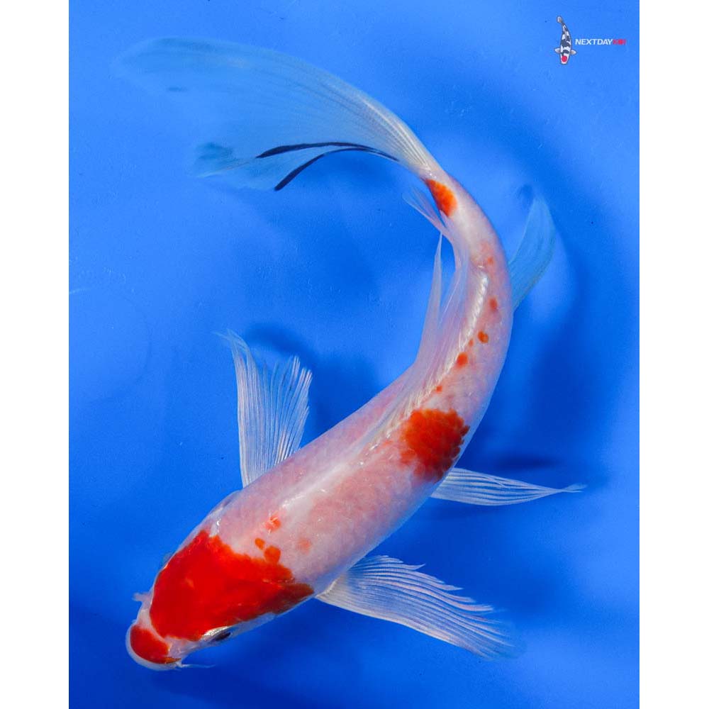 8” Imported Hariwake Butterfly Koi