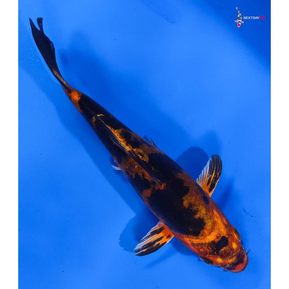 7” Imported Doitsu Kin Aka Bekko