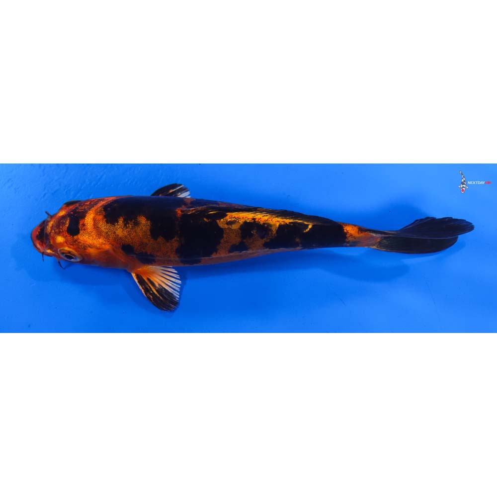 7” Imported Doitsu Kin Aka Bekko