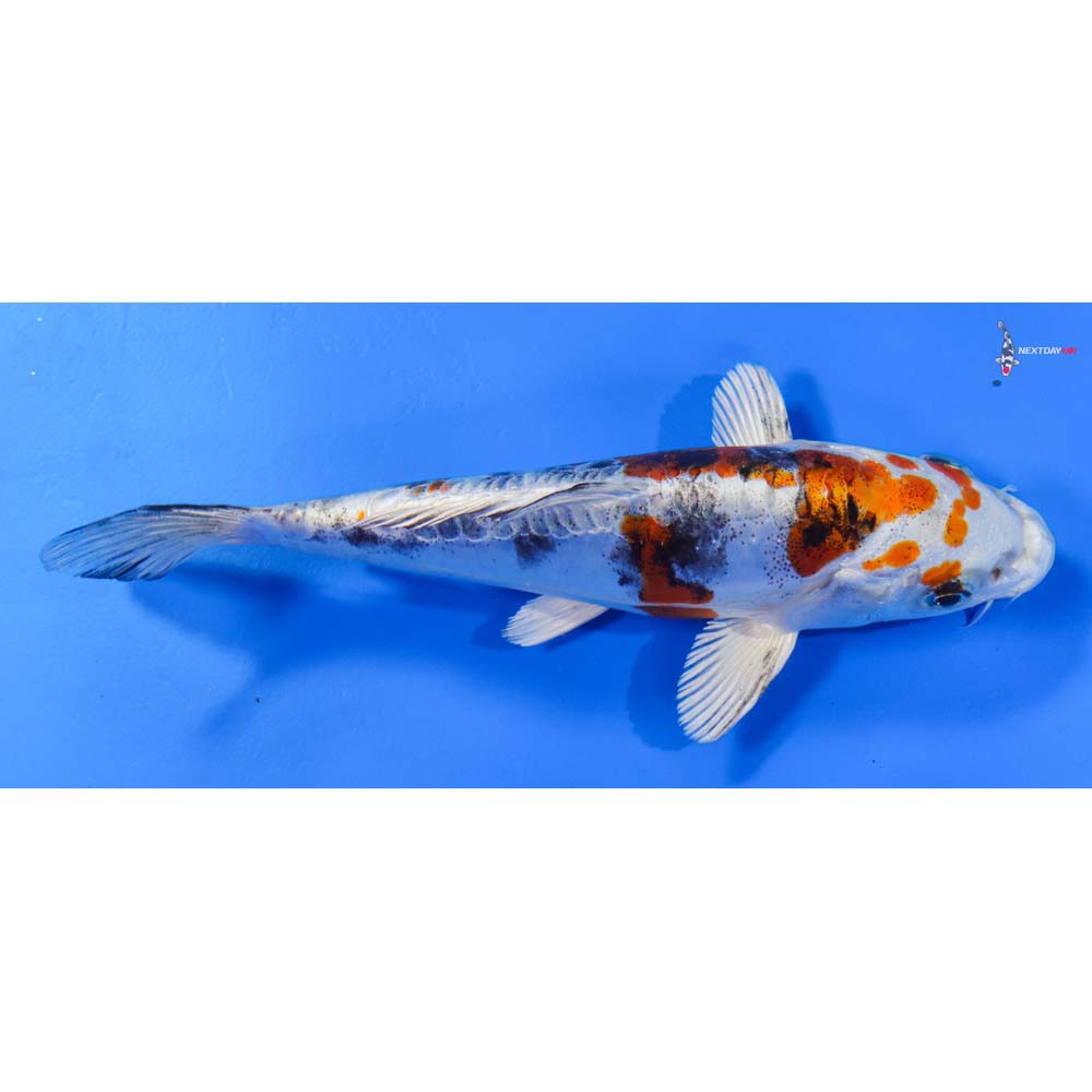 6.5” Imported Heisei Nishiki
