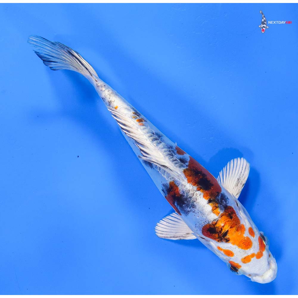 6.5” Imported Heisei Nishiki
