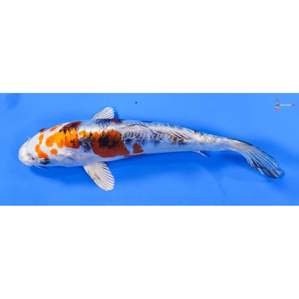 6.5” Imported Heisei Nishiki
