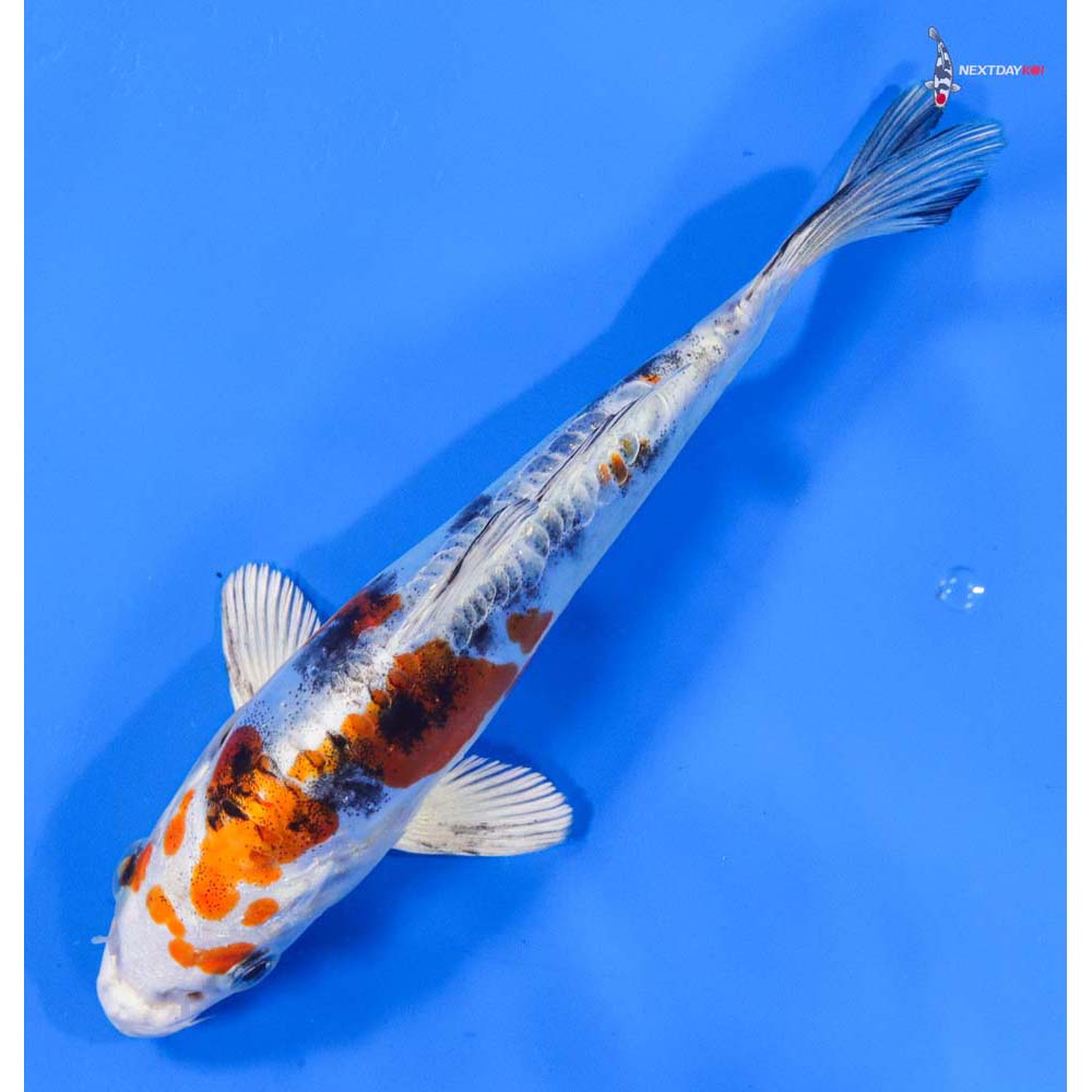 6.5” Imported Heisei Nishiki