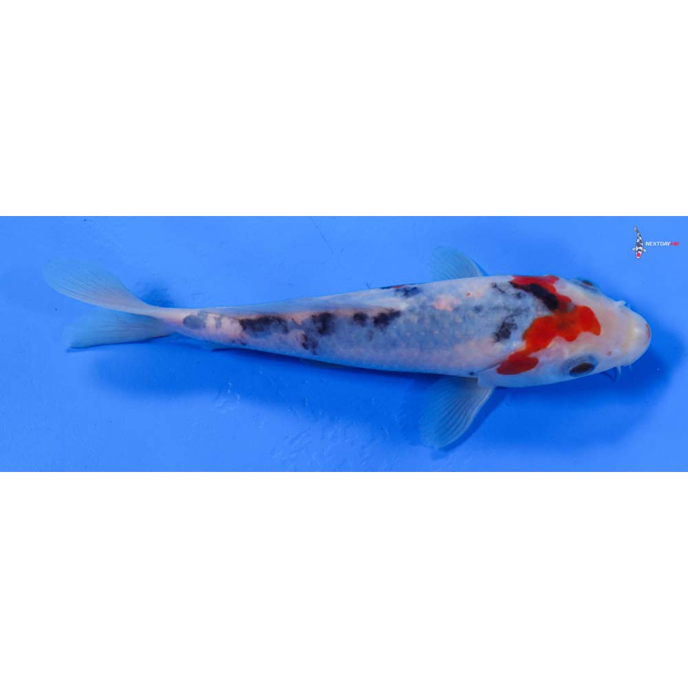 6.5” Imported Sanke