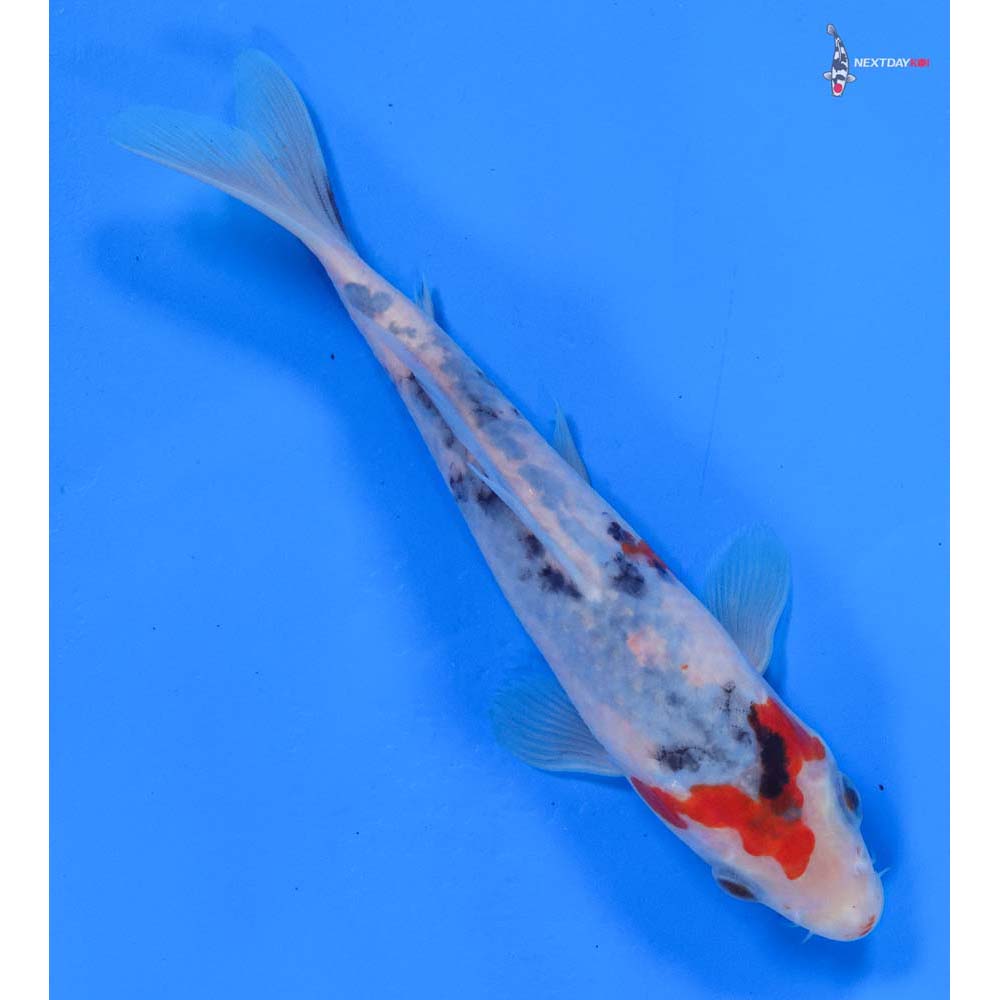 6.5” Imported Sanke