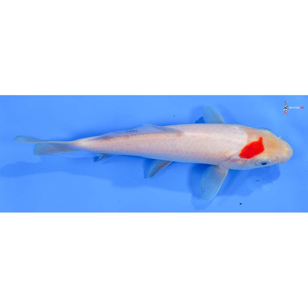 7” Imported Kohaku