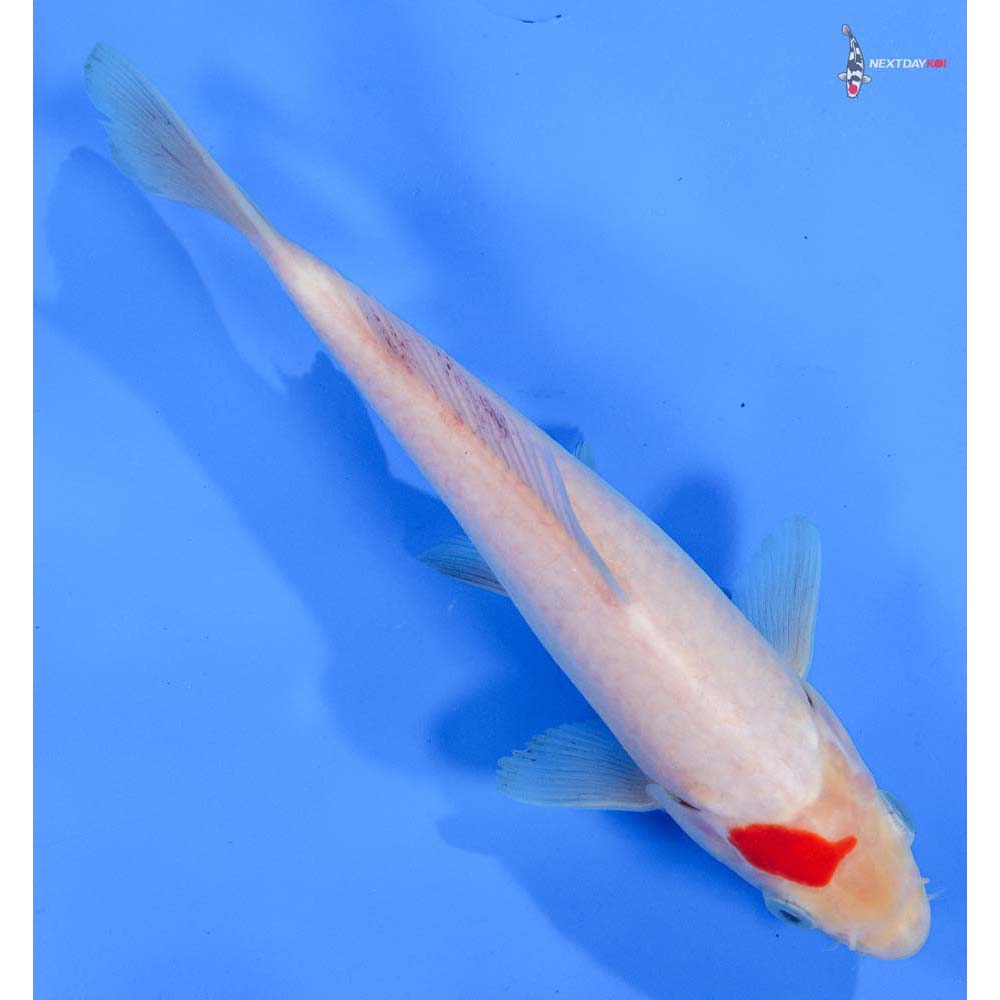 7” Imported Kohaku