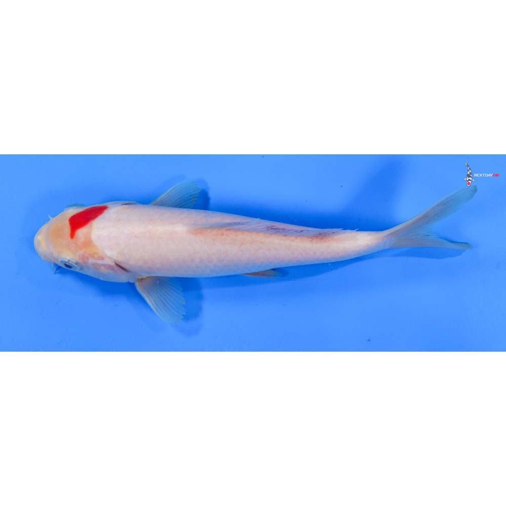 7” Imported Kohaku