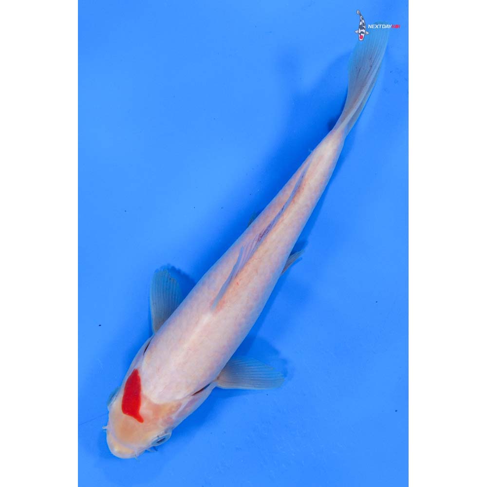 7” Imported Kohaku