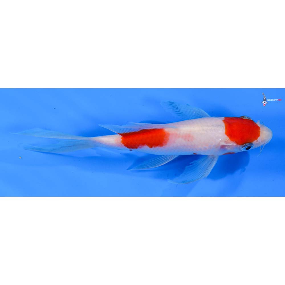 6” Imported Kohaku Butterfly Koi