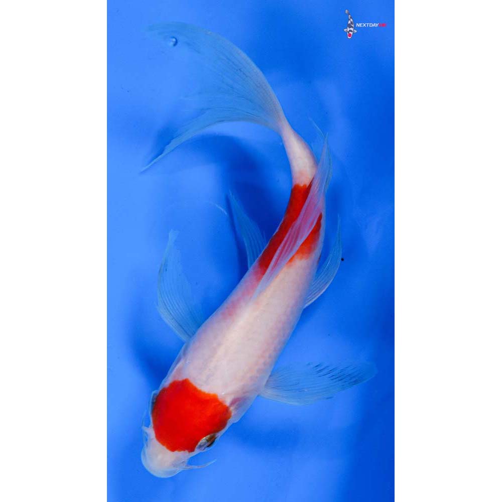 6” Imported Kohaku Butterfly Koi