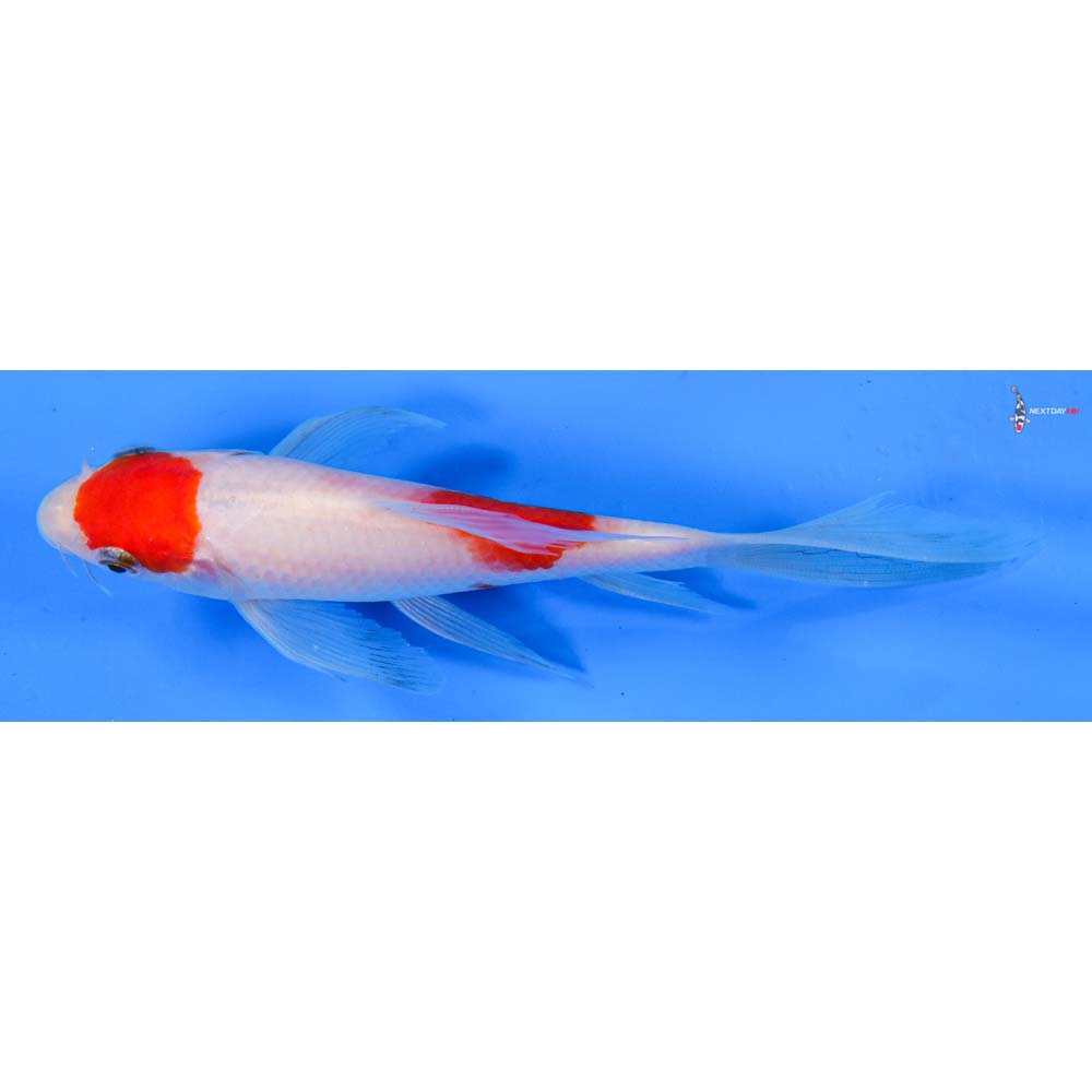 6” Imported Kohaku Butterfly Koi