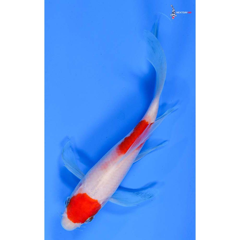 6” Imported Kohaku Butterfly Koi