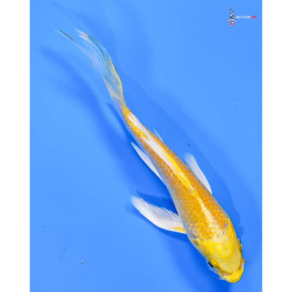 4” Imported Yamabuki Ogon Butterfly Koi