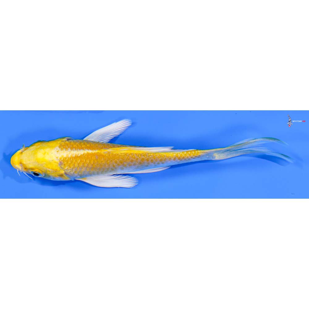 4” Imported Yamabuki Ogon Butterfly Koi