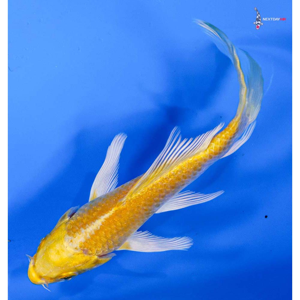 4” Imported Yamabuki Ogon Butterfly Koi