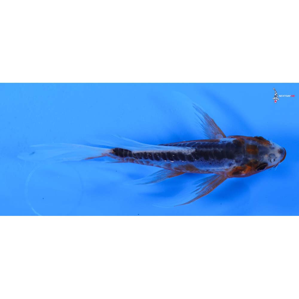 4” Imported Shusui Butterfly Koi