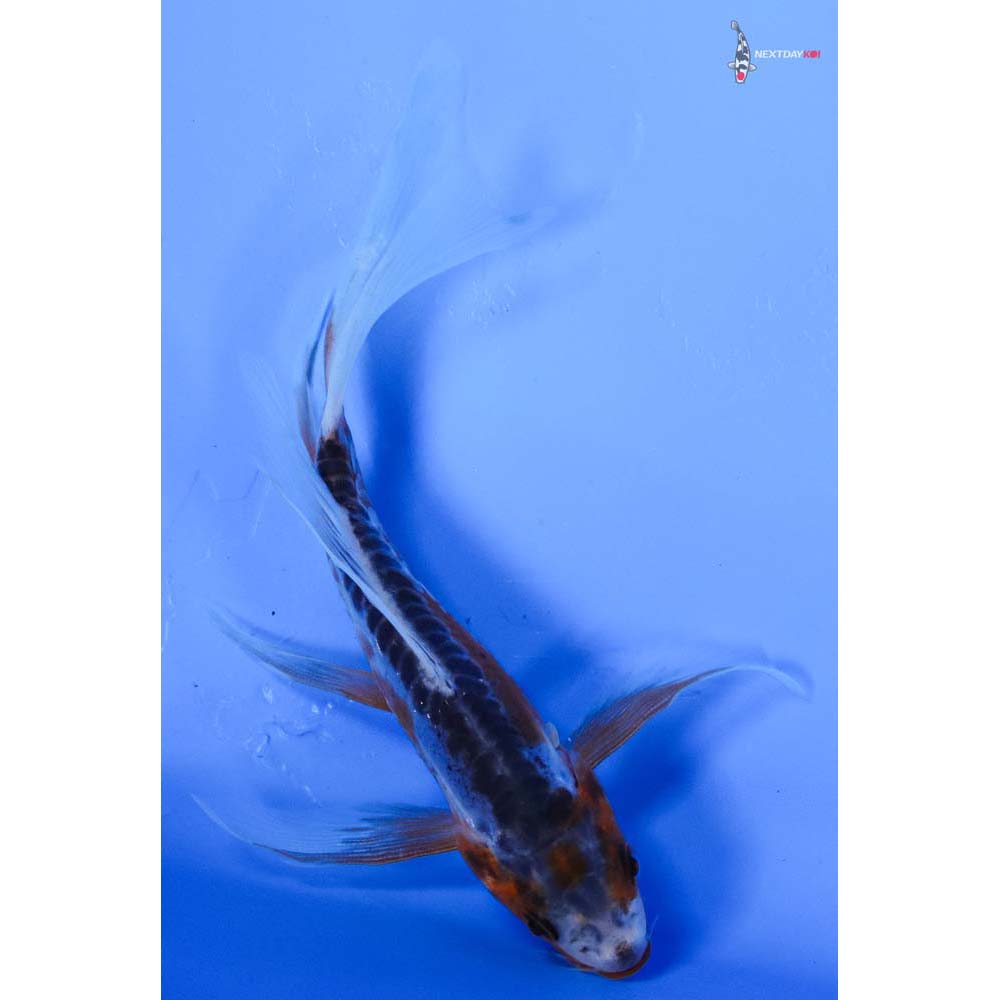 4” Imported Shusui Butterfly Koi