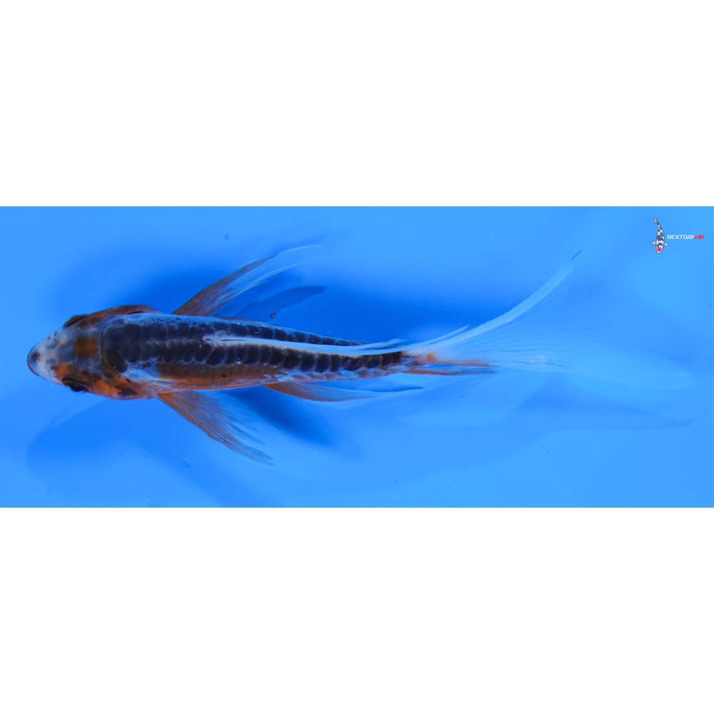 4” Imported Shusui Butterfly Koi