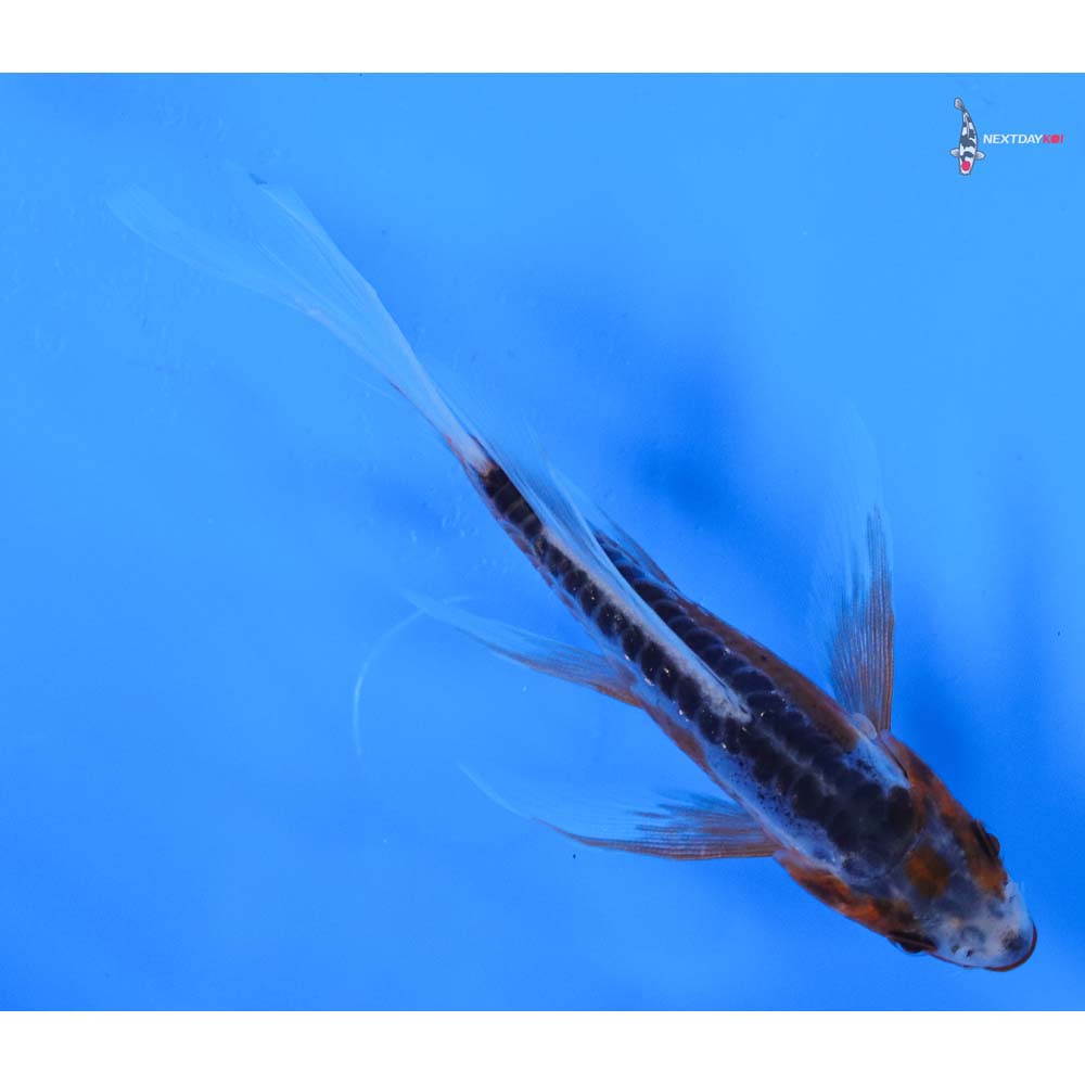 4” Imported Shusui Butterfly Koi