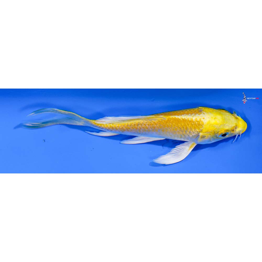 4” Imported Yamabuki Ogon Butterfly Koi