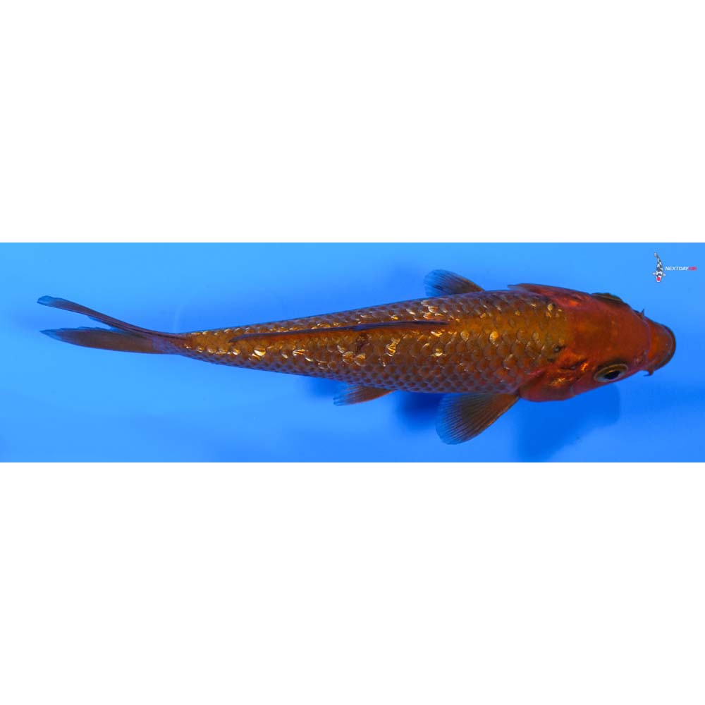 5” Imported Gin Rin Chagoi