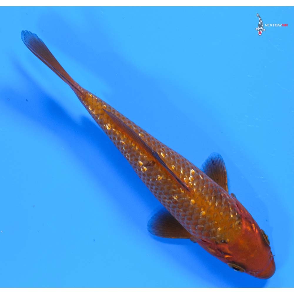 5” Imported Gin Rin Chagoi