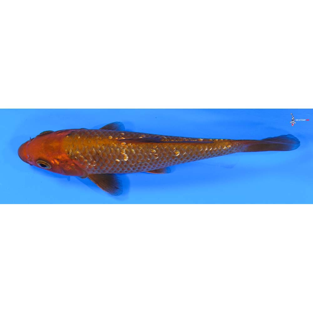5” Imported Gin Rin Chagoi