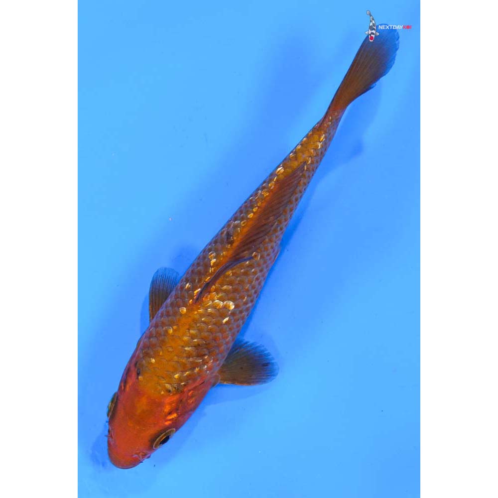 5” Imported Gin Rin Chagoi