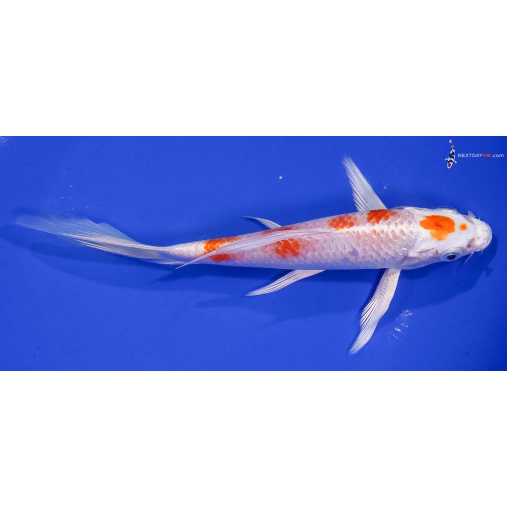 7.5” Imported Hariwake Butterfly Koi