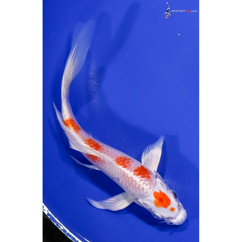 7.5” Imported Hariwake Butterfly Koi