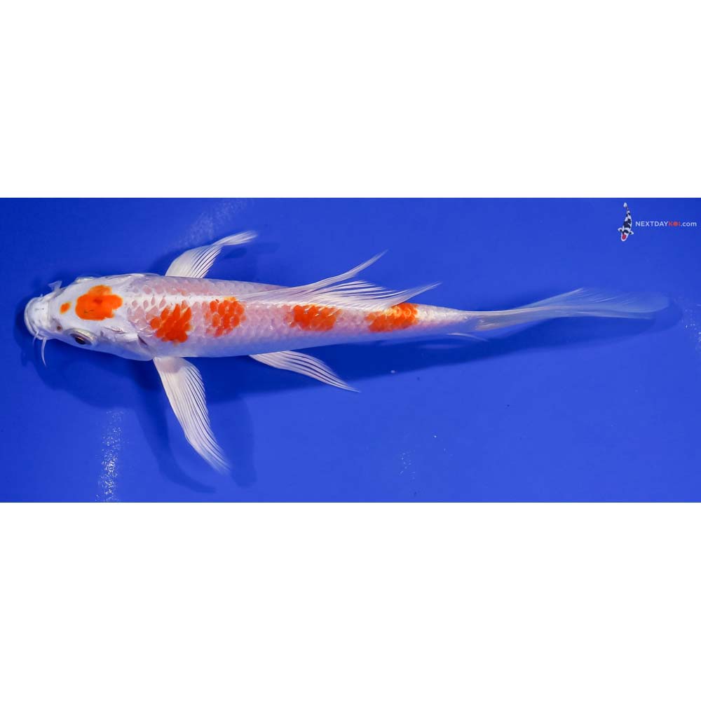 7.5” Imported Hariwake Butterfly Koi